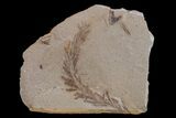 Dawn Redwood (Metasequoia) Fossil - Montana #153715-1